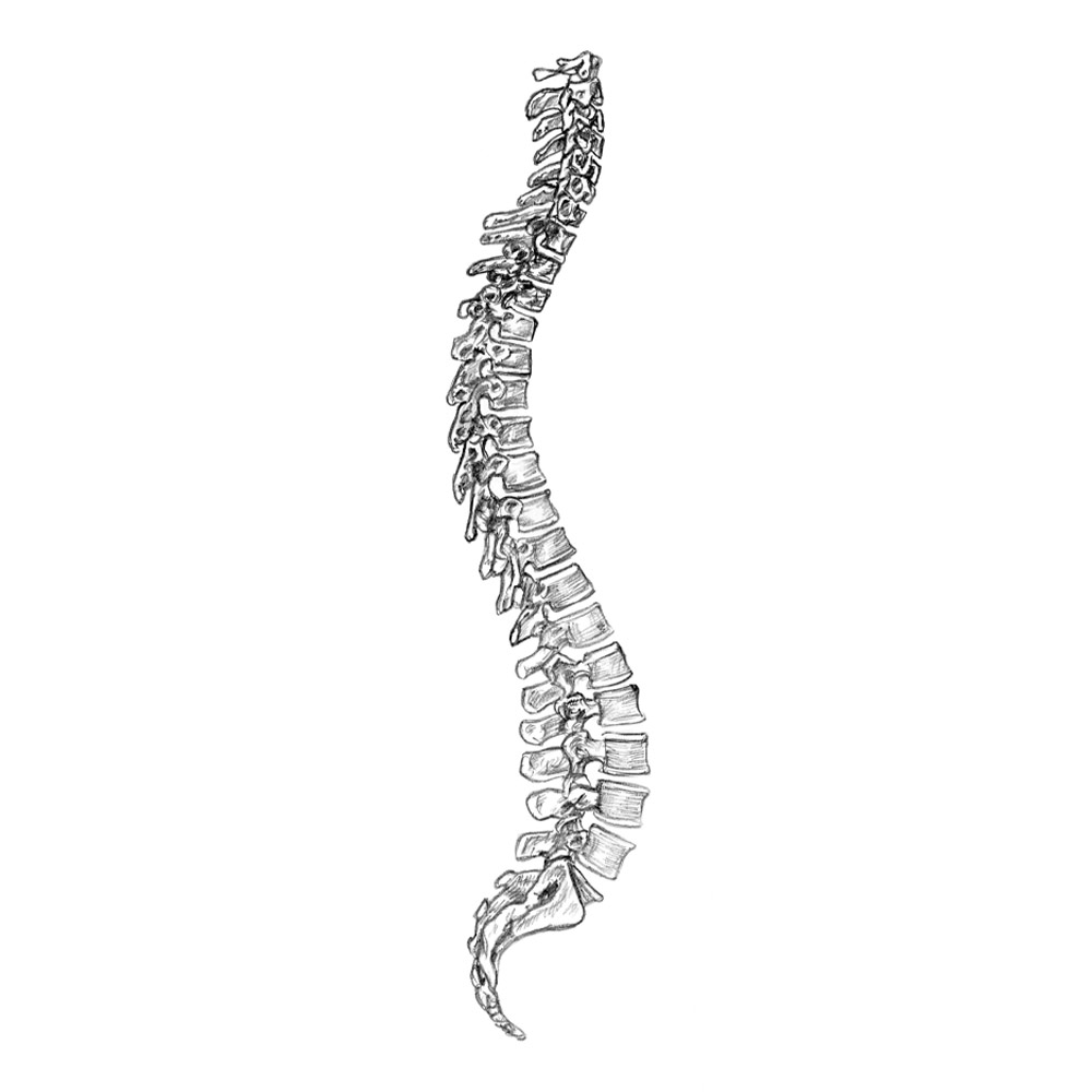 Medical drawing of a spine